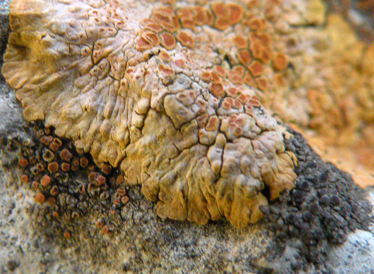 Caloplaca orientale?